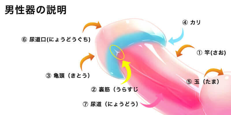 男性器の説明（部分名称）