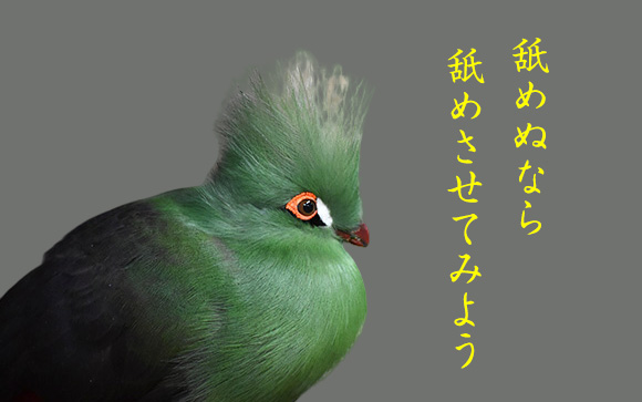 舐めぬなら舐めさせてみよう