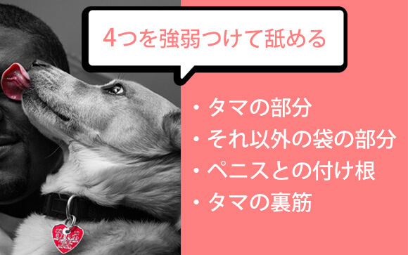 基本編・男性が喜ぶ玉舐めポイント