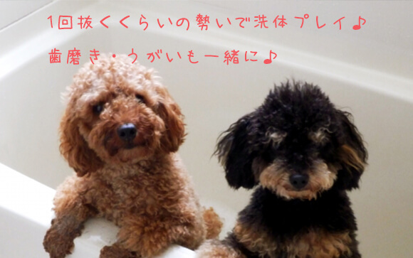 きれいに洗ってもらうには一緒に…が一番