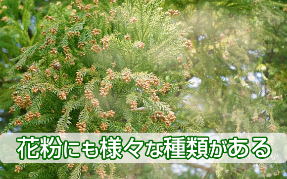 花粉症の種類