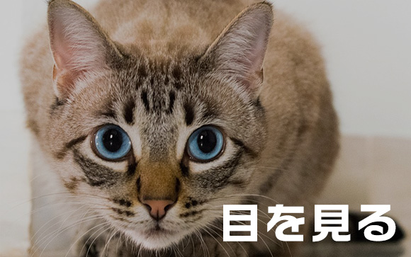 相手の目を見る