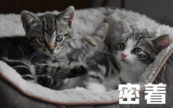 くっつく
