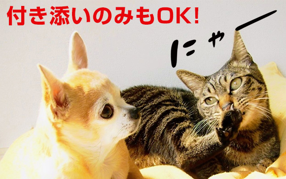 パターン1　友人は単に付き添い