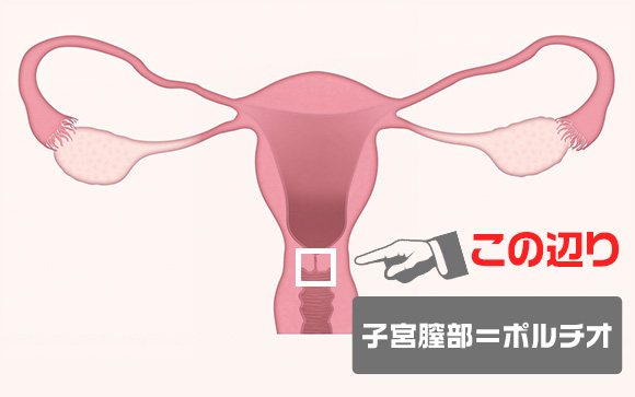 ポルチオについて