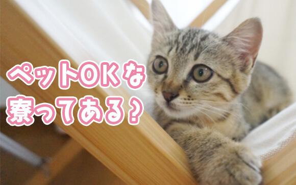 ペットや同居人がいると寮は無理？