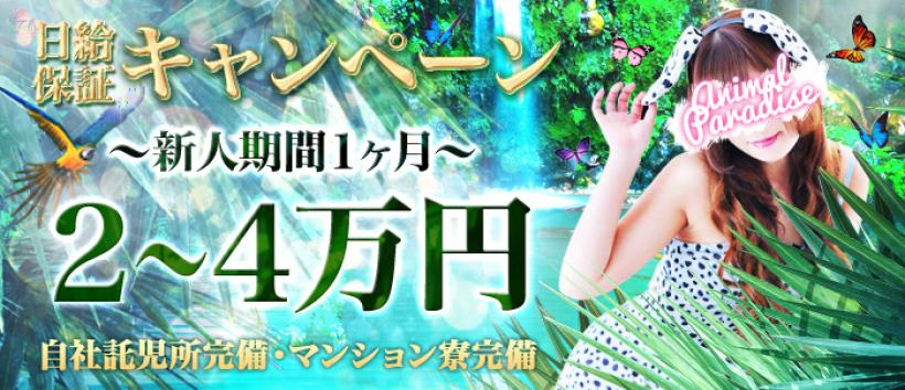 アニマルパラダイスの求人