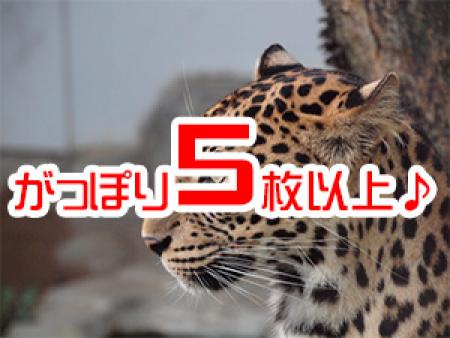 がっぽり5枚以上♪