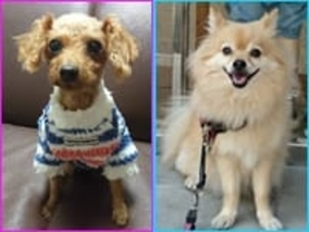 待合場の癒し犬