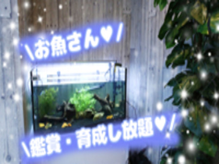 熱帯魚いるよ(*´ω`*)