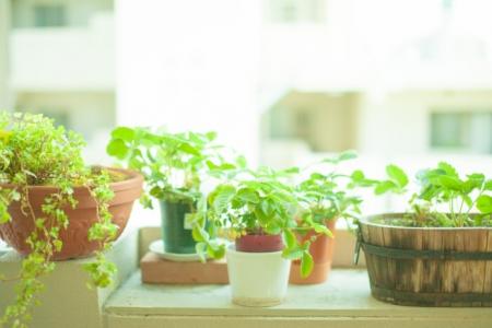 観葉植物もあります!
