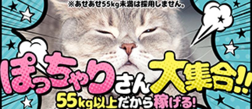 新宿本店 ぽちゃカワ女子専門店の求人